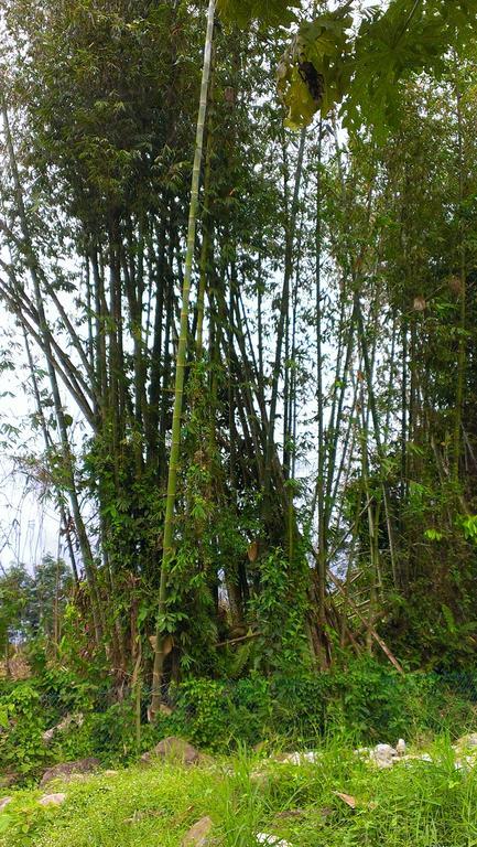 Kinabalu Poring Vacation Lodge Kampung Poring Экстерьер фото